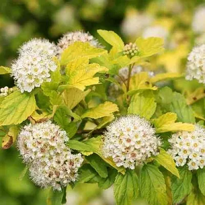 Пузыреплодник АНГЕЛ ГОЛД  Пузыреплодник АНГЕЛ ГОЛД в Ростове-на-Дону