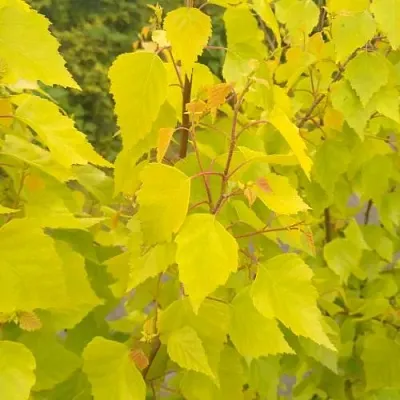 Берёза ГОЛДЕН ОБЕЛИСК повислая   Берёза ГОЛДЕН ОБЕЛИСК повислая  в Ростове-на-Дону