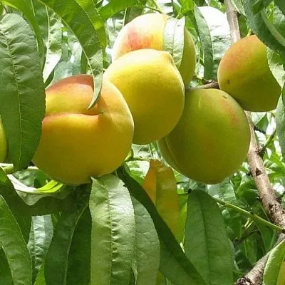 Персик СЕЯНЕЦ СТАРКА  Персик СЕЯНЕЦ СТАРКА в Ростове-на-Дону