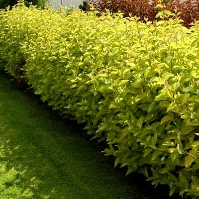 Комплект ДАРТС ГОЛД в Ростове-на-Дону