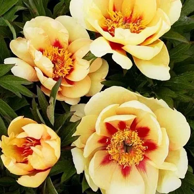 Пион БОРДЕР ЧАРМ ито-гибрид  Пион БОРДЕР ЧАРМ ито-гибрид в Ростове-на-Дону