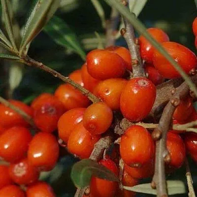 Облепиха ВОРОБЬЕВСКАЯ  Облепиха ВОРОБЬЕВСКАЯ в Ростове-на-Дону