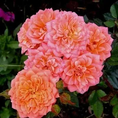 Саженцы роз НИНЕТТА спрей  Саженцы роз НИНЕТТА спрей в Ростове-на-Дону