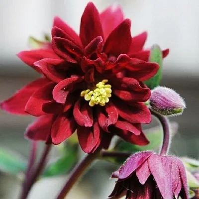 Аквилегия РУБИ ПОРТ обыкновенная  Аквилегия РУБИ ПОРТ обыкновенная в Ростове-на-Дону