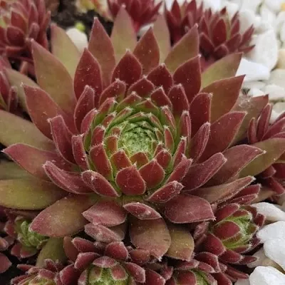 Молодило ЛЮФТШПРУНГ  Молодило ЛЮФТШПРУНГ в Ростове-на-Дону