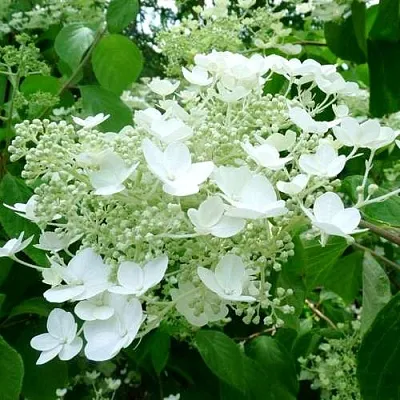 Гортензия УАЙТ ДОМ древовидная  Гортензия УАЙТ ДОМ древовидная в Ростове-на-Дону
