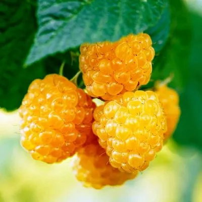 Малина МЕДОВАЯ в Ростове-на-Дону