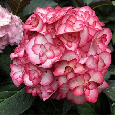 Гортензия Ю ЭНД МИ МИСС САОРИ крупнолистная  Гортензия Ю ЭНД МИ МИСС САОРИ крупнолистная в Ростове-на-Дону