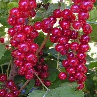 Смородина красная ПУРПУРНАЯ  Смородина красная ПУРПУРНАЯ в Ростове-на-Дону