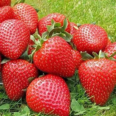 Клубника ЭЛИАНЕ в Ростове-на-Дону