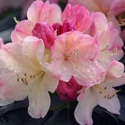 Рододендрон ПЕРСИ ВАЙСМАН  Рододендрон ПЕРСИ ВАЙСМАН в Ростове-на-Дону