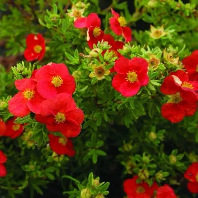 Лапчатка РЕД АЙС кустарниковая  Лапчатка РЕД АЙС кустарниковая в Ростове-на-Дону