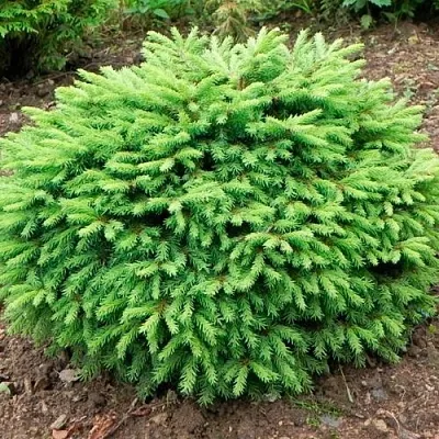 Ель НИДИФОРМИС обыкновенная в Ростове-на-Дону