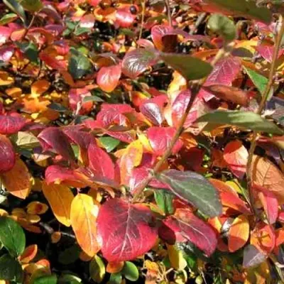 Кизильник блестящий — описание сорта Кизильник блестящий в Ростове-на-Дону