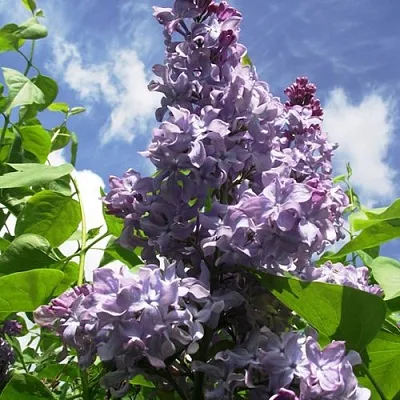 Сирень КРЫЛЬЯ НАДЕЖДЫ  Сирень КРЫЛЬЯ НАДЕЖДЫ в Ростове-на-Дону