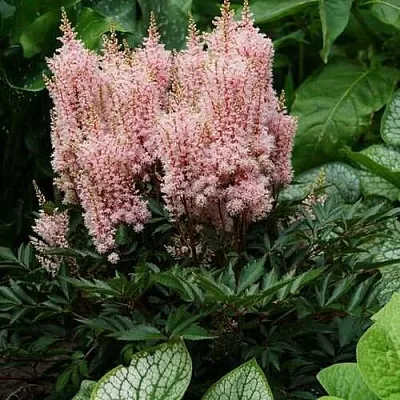 Астильба ЛУК ЭТ МИ японская  Астильба ЛУК ЭТ МИ японская в Ростове-на-Дону