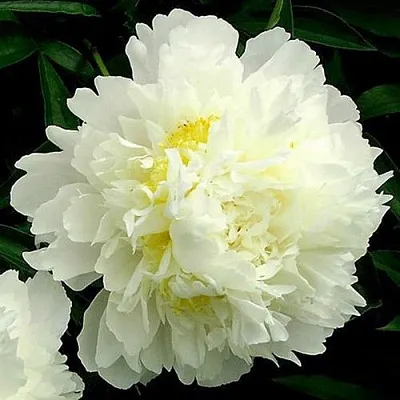 Пион ЗОЛОТОЙ ОРЕОЛ травянистый  Пион ЗОЛОТОЙ ОРЕОЛ травянистый в Ростове-на-Дону