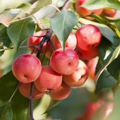 Яблоня ВИШНЕПЛОДНАЯ декоративная  Яблоня ВИШНЕПЛОДНАЯ декоративная в Ростове-на-Дону