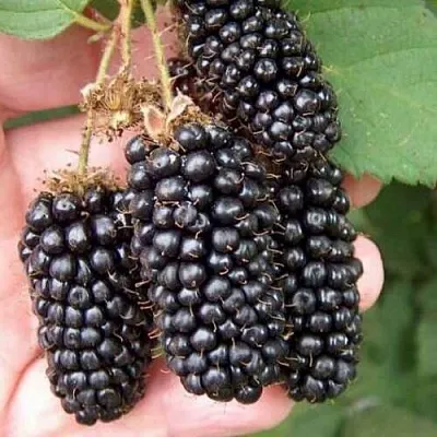 Ежевика ЛОХ НЕСС бесшипная  Ежевика ЛОХ НЕСС бесшипная в Ростове-на-Дону