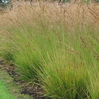 Молиния ПОЛ ПЕТЕРСОН голубая  Молиния ПОЛ ПЕТЕРСОН голубая в Ростове-на-Дону