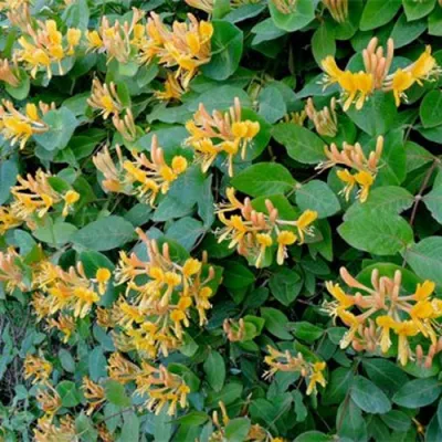 Жимолость ТЕЛЬМАНА в Ростове-на-Дону