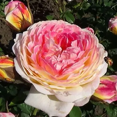 Саженцы роз РОЗОМАН ЖАНОН шраб  Саженцы роз РОЗОМАН ЖАНОН шраб в Ростове-на-Дону