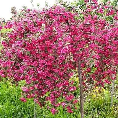 Яблоня КИНГ БЬЮТИ декоративная  Яблоня КИНГ БЬЮТИ декоративная в Ростове-на-Дону