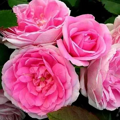 Саженцы роз ПРЕЙРИ ДЖОЙ шраб  Саженцы роз ПРЕЙРИ ДЖОЙ шраб в Ростове-на-Дону