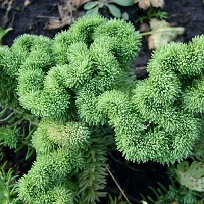 Очиток (седум) КРИСТАТУМ отогнутый  Очиток (седум) КРИСТАТУМ отогнутый в Ростове-на-Дону