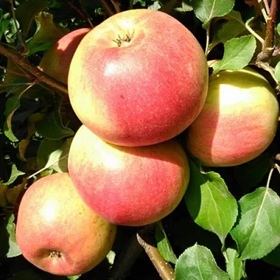 Яблоня ЭМБАССИ  Яблоня ЭМБАССИ в Ростове-на-Дону