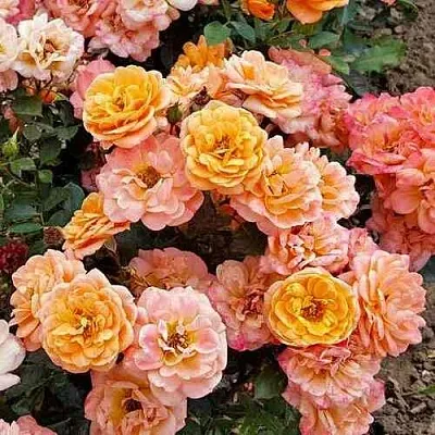 Саженцы роз ЭПРИКОТ КЛЕМЕНТИНА миниатюрная  Саженцы роз ЭПРИКОТ КЛЕМЕНТИНА миниатюрная в Ростове-на-Дону