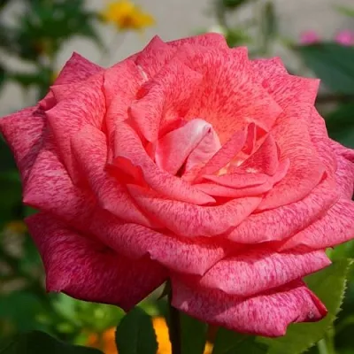 Саженцы роз ПЬЕР КАРДЕН чайно-гибридная  Саженцы роз ПЬЕР КАРДЕН чайно-гибридная в Ростове-на-Дону