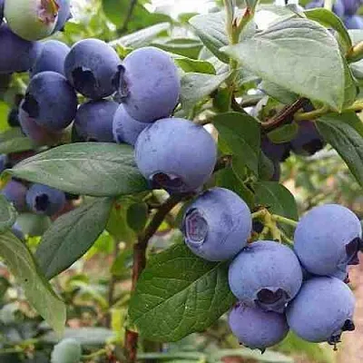 Голубика ХАРРИСОН  Голубика ХАРРИСОН в Ростове-на-Дону