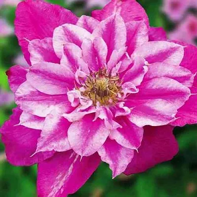 Клематис МАЙ ДАРЛИНГ   Клематис МАЙ ДАРЛИНГ  в Ростове-на-Дону