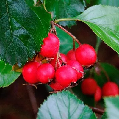 Боярышник ЛЮДМИЛ  Боярышник ЛЮДМИЛ в Ростове-на-Дону