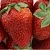 Клубника ФЛАМИНИЯ в Ростове-на-Дону