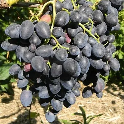 Виноград НАДЕЖДА АЗОС  Виноград НАДЕЖДА АЗОС в Ростове-на-Дону