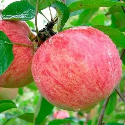 Яблоня КОРИЧНОЕ ПОЛОСАТОЕ  Яблоня КОРИЧНОЕ ПОЛОСАТОЕ в Ростове-на-Дону