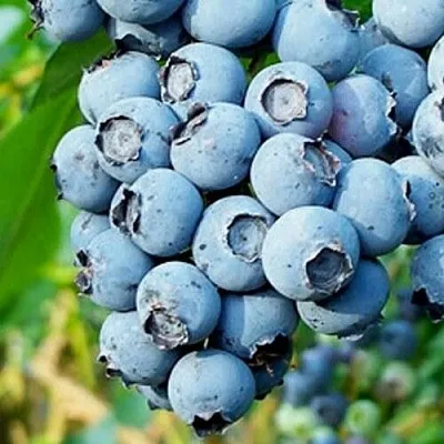 Голубика БРИГИТТА БЛЮ  Голубика БРИГИТТА БЛЮ в Ростове-на-Дону