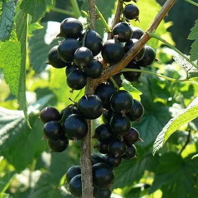 Смородина черная ВОЛОГДА  Смородина черная ВОЛОГДА в Ростове-на-Дону