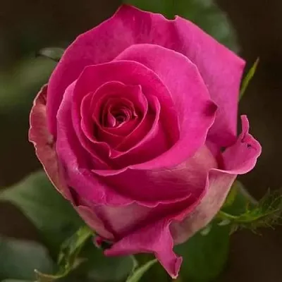 Саженцы роз ТОПАЗ чайно-гибридная  Саженцы роз ТОПАЗ чайно-гибридная в Ростове-на-Дону