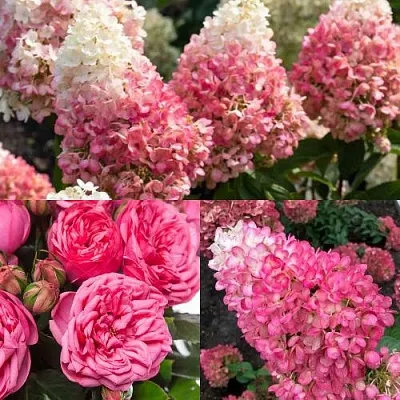 Комплект МАЛИНОВЫЙ ДЕСЕРТ в Ростове-на-Дону