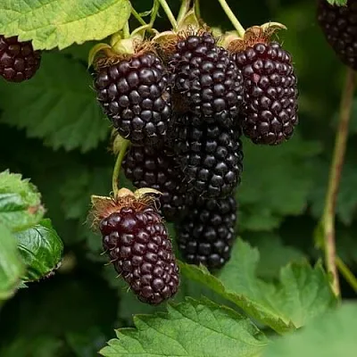 Ежемалина  Ежемалина в Ростове-на-Дону