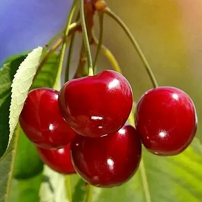 Черешня ТЕРЕМОШКА  Черешня ТЕРЕМОШКА в Ростове-на-Дону