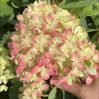 Гортензия ЛИТТЛ ЛАВ метельчатая  Гортензия ЛИТТЛ ЛАВ метельчатая в Ростове-на-Дону