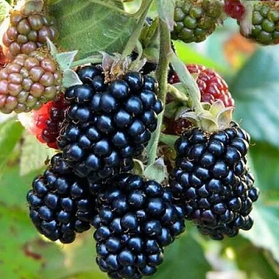 Ежевика ОУАЧИТА бесшипная  Ежевика ОУАЧИТА бесшипная в Ростове-на-Дону