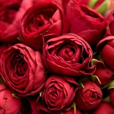 Саженцы роз РЕД ЛЕЙС спрей  Саженцы роз РЕД ЛЕЙС спрей в Ростове-на-Дону