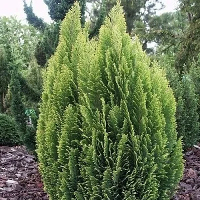 Кипарисовик ЭЛВУДИ ЭМПАЙР лавсана  Кипарисовик ЭЛВУДИ ЭМПАЙР лавсана в Ростове-на-Дону