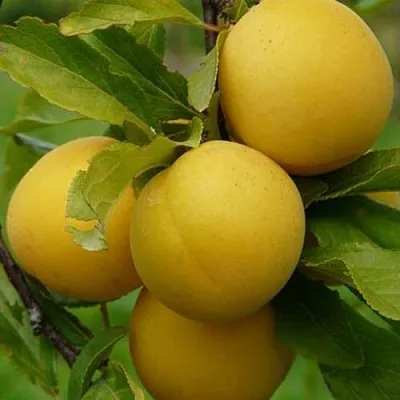 Слива СОЛНЫШКО  Слива СОЛНЫШКО в Ростове-на-Дону