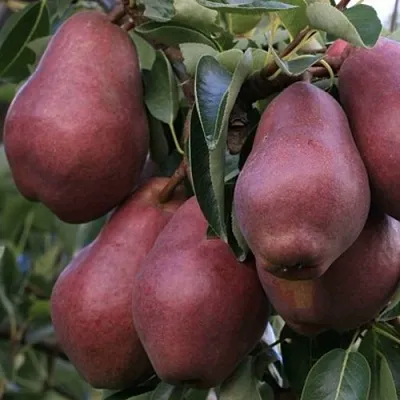 Груша РЕД ВИЛЬЯМС  Груша РЕД ВИЛЬЯМС в Ростове-на-Дону